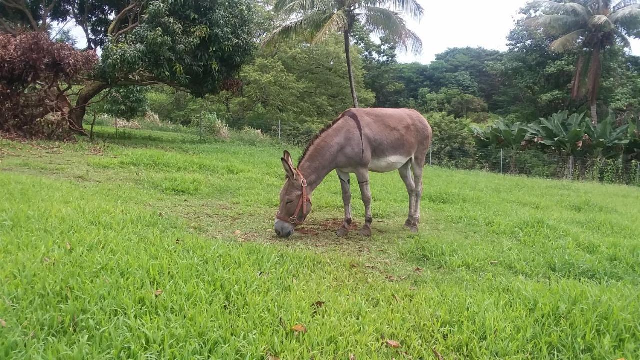Island Goode'S - Luxury Adult Only Accommodation Near Hilo Papaikou Экстерьер фото