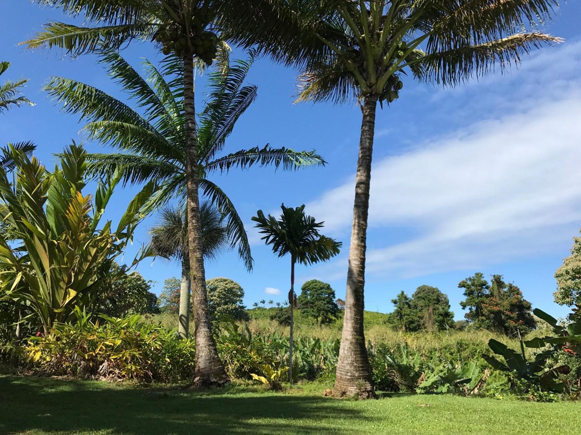 Island Goode'S - Luxury Adult Only Accommodation Near Hilo Papaikou Экстерьер фото