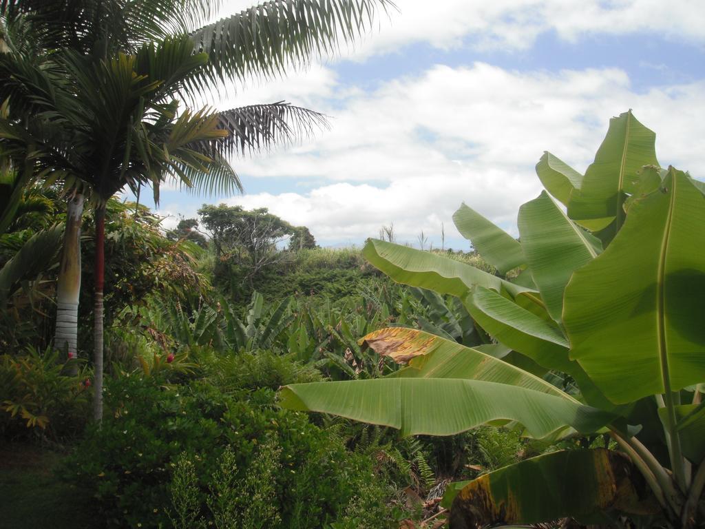 Island Goode'S - Luxury Adult Only Accommodation Near Hilo Papaikou Экстерьер фото