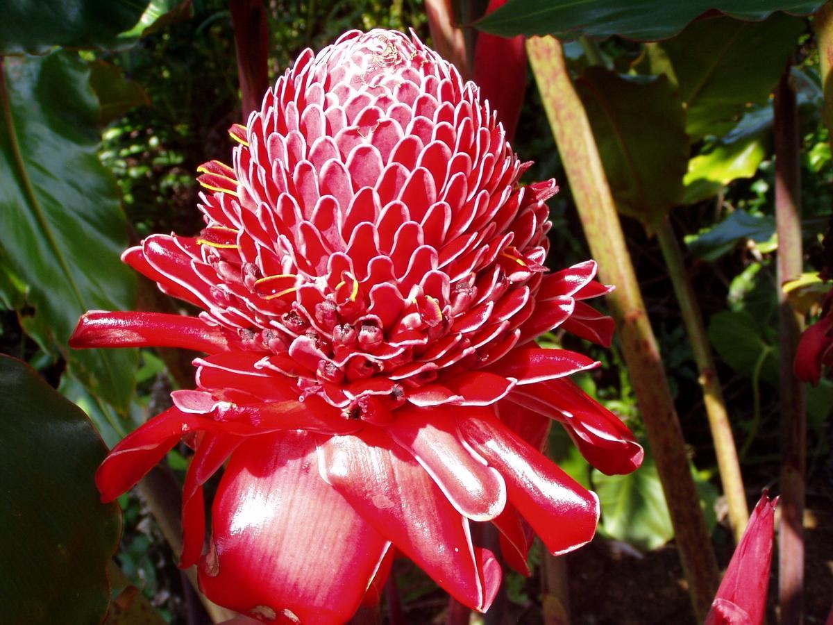 Island Goode'S - Luxury Adult Only Accommodation Near Hilo Papaikou Экстерьер фото