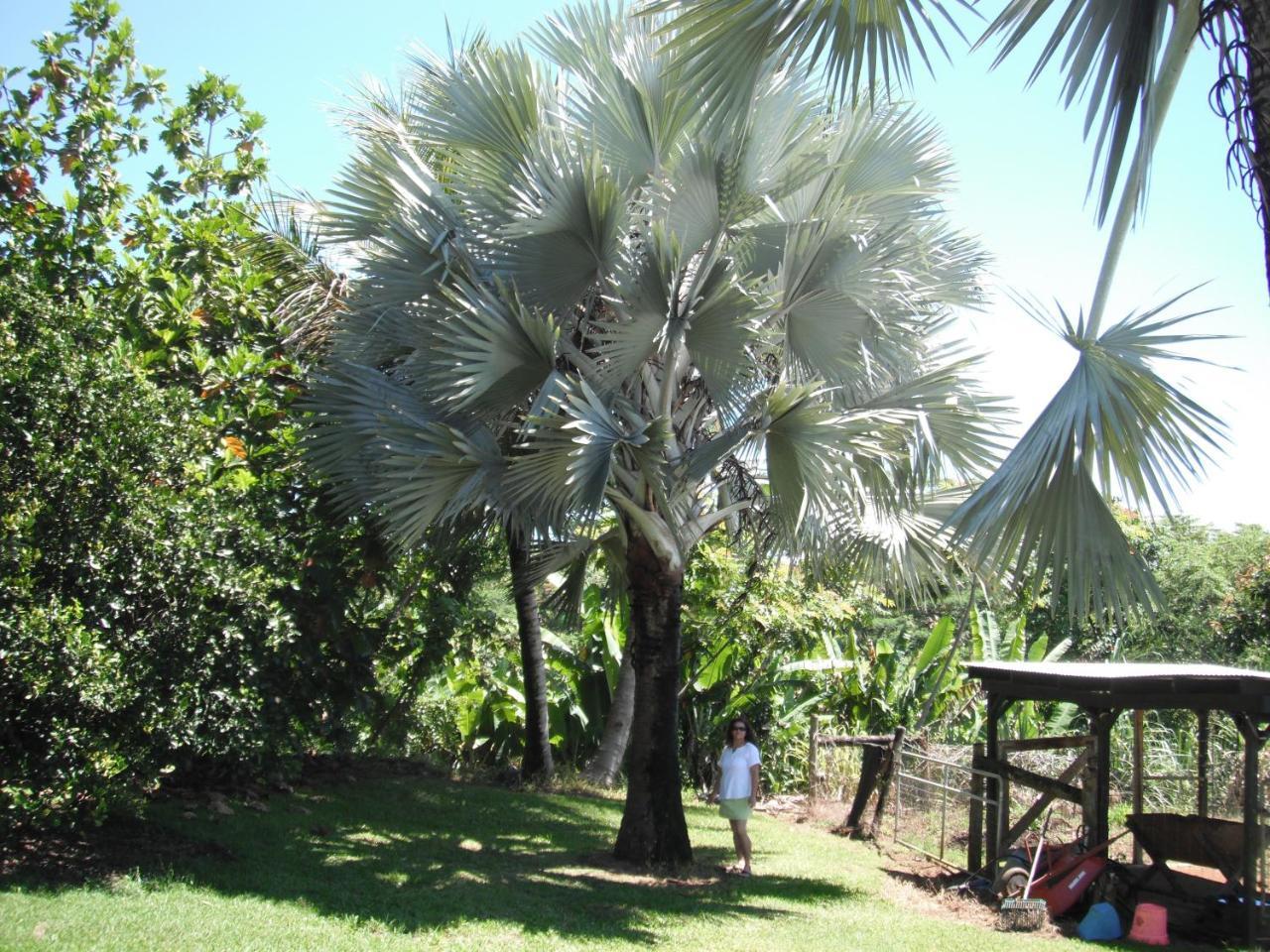 Island Goode'S - Luxury Adult Only Accommodation Near Hilo Papaikou Экстерьер фото